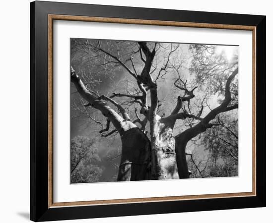 Malawi, Upper Shire Valley, Liwonde National Park; the Spreading Branches of a Massive Baobab Tree-Mark Hannaford-Framed Photographic Print