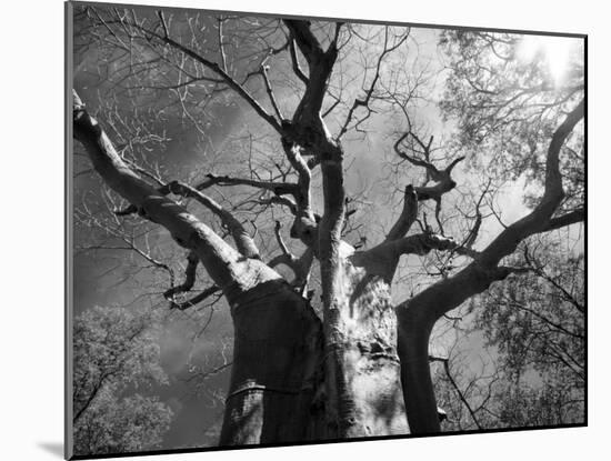 Malawi, Upper Shire Valley, Liwonde National Park; the Spreading Branches of a Massive Baobab Tree-Mark Hannaford-Mounted Photographic Print