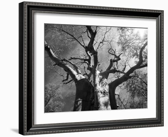 Malawi, Upper Shire Valley, Liwonde National Park; the Spreading Branches of a Massive Baobab Tree-Mark Hannaford-Framed Photographic Print