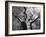 Malawi, Upper Shire Valley, Liwonde National Park; the Spreading Branches of a Massive Baobab Tree-Mark Hannaford-Framed Photographic Print