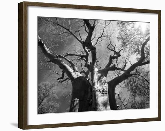 Malawi, Upper Shire Valley, Liwonde National Park; the Spreading Branches of a Massive Baobab Tree-Mark Hannaford-Framed Photographic Print