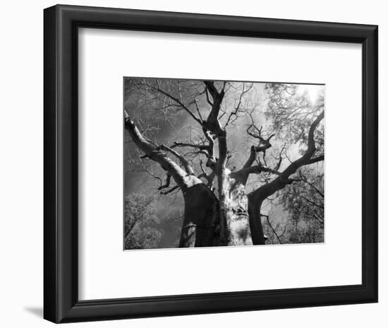 Malawi, Upper Shire Valley, Liwonde National Park; the Spreading Branches of a Massive Baobab Tree-Mark Hannaford-Framed Photographic Print