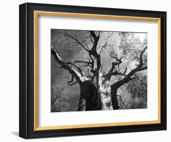 Malawi, Upper Shire Valley, Liwonde National Park; the Spreading Branches of a Massive Baobab Tree-Mark Hannaford-Framed Photographic Print