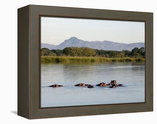 Malawi, Upper Shire Valley, Liwonde National Park-Mark Hannaford-Framed Premier Image Canvas