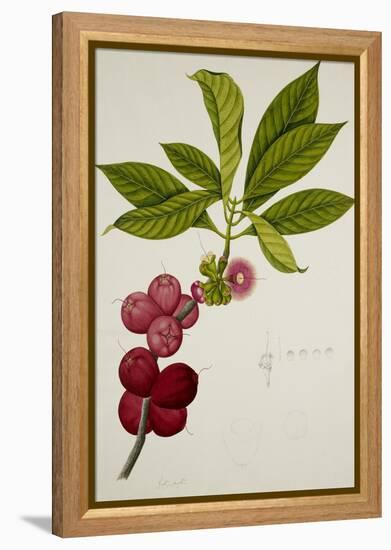 Malay Apple-null-Framed Premier Image Canvas