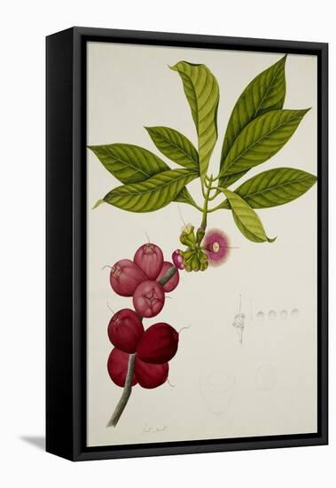 Malay Apple-null-Framed Premier Image Canvas