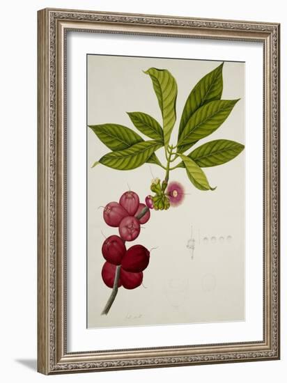 Malay Apple-null-Framed Giclee Print