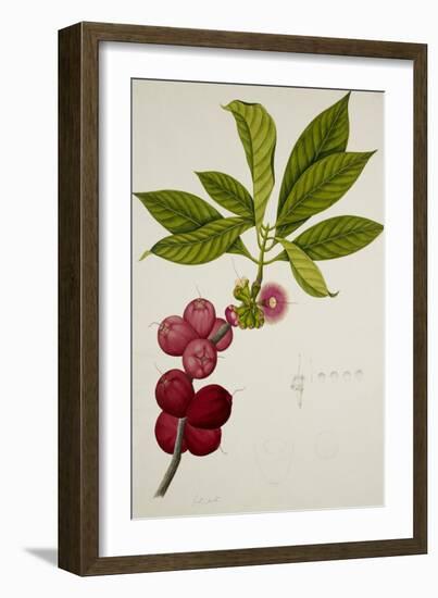 Malay Apple-null-Framed Giclee Print