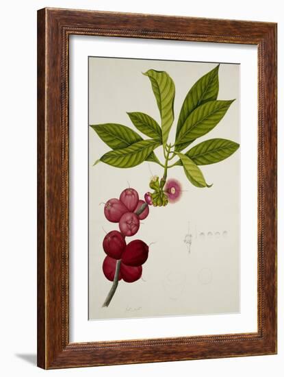 Malay Apple-null-Framed Giclee Print