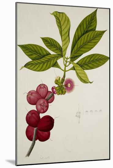 Malay Apple-null-Mounted Giclee Print