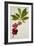 Malay Apple-null-Framed Giclee Print