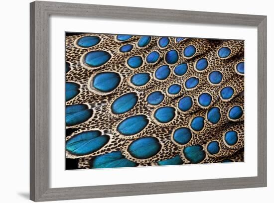 Malay Peacock Pheasant Both Tail and Wing Feathers Layered in Feather Design-Darrell Gulin-Framed Photographic Print