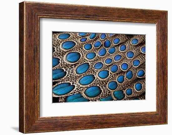 Malay Peacock Pheasant Both Tail and Wing Feathers Layered in Feather Design-Darrell Gulin-Framed Photographic Print