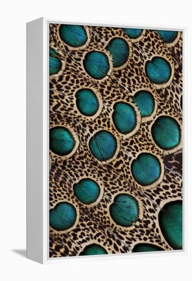 Malay Peacock-Pheasant Feathers with Blue Circles-Darrell Gulin-Framed Premier Image Canvas