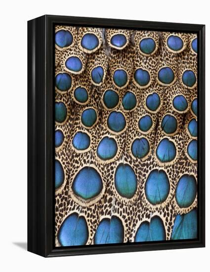 Malay Peacock-Pheasant Feathers with Blue Circles-Darrell Gulin-Framed Premier Image Canvas