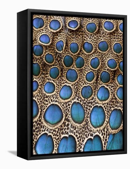 Malay Peacock-Pheasant Feathers with Blue Circles-Darrell Gulin-Framed Premier Image Canvas