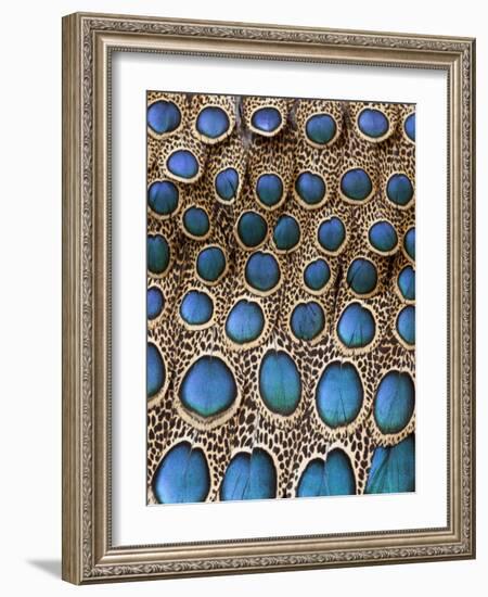 Malay Peacock-Pheasant Feathers with Blue Circles-Darrell Gulin-Framed Photographic Print