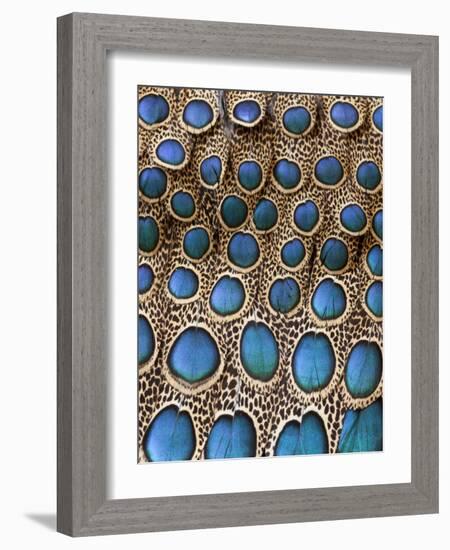 Malay Peacock-Pheasant Feathers with Blue Circles-Darrell Gulin-Framed Photographic Print