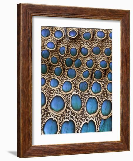 Malay Peacock-Pheasant Feathers with Blue Circles-Darrell Gulin-Framed Photographic Print