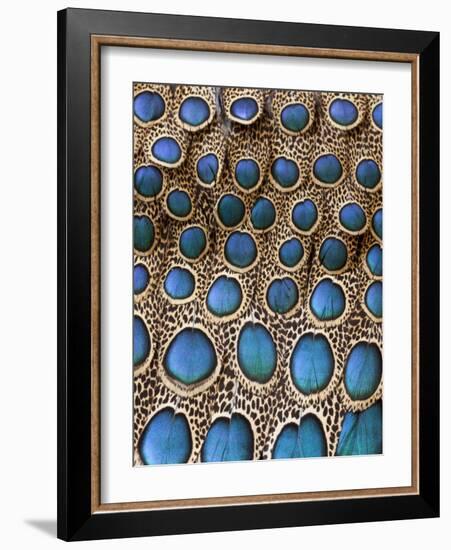 Malay Peacock-Pheasant Feathers with Blue Circles-Darrell Gulin-Framed Photographic Print