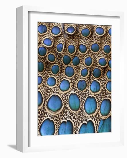 Malay Peacock-Pheasant Feathers with Blue Circles-Darrell Gulin-Framed Photographic Print