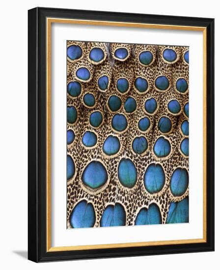 Malay Peacock-Pheasant Feathers with Blue Circles-Darrell Gulin-Framed Photographic Print