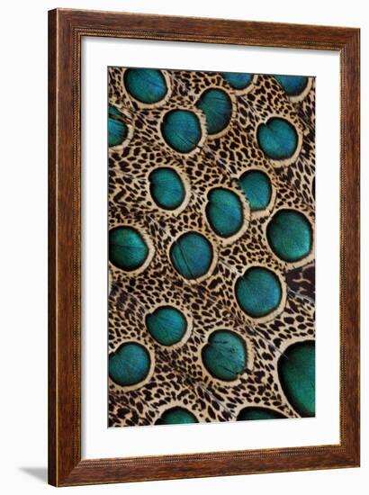 Malay Peacock-Pheasant Feathers with Blue Circles-Darrell Gulin-Framed Photographic Print