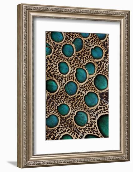 Malay Peacock-Pheasant Feathers with Blue Circles-Darrell Gulin-Framed Photographic Print