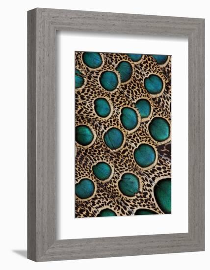 Malay Peacock-Pheasant Feathers with Blue Circles-Darrell Gulin-Framed Photographic Print