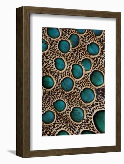 Malay Peacock-Pheasant Feathers with Blue Circles-Darrell Gulin-Framed Photographic Print