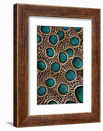 Malay Peacock-Pheasant Feathers with Blue Circles-Darrell Gulin-Framed Photographic Print