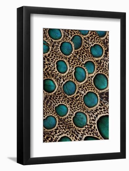 Malay Peacock-Pheasant Feathers with Blue Circles-Darrell Gulin-Framed Photographic Print