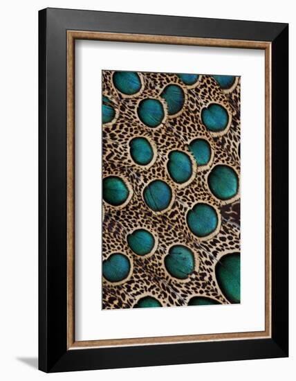 Malay Peacock-Pheasant Feathers with Blue Circles-Darrell Gulin-Framed Photographic Print