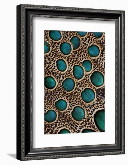Malay Peacock-Pheasant Feathers with Blue Circles-Darrell Gulin-Framed Photographic Print