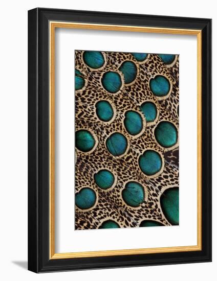 Malay Peacock-Pheasant Feathers with Blue Circles-Darrell Gulin-Framed Photographic Print