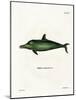 Malayan Dolphin-null-Mounted Giclee Print