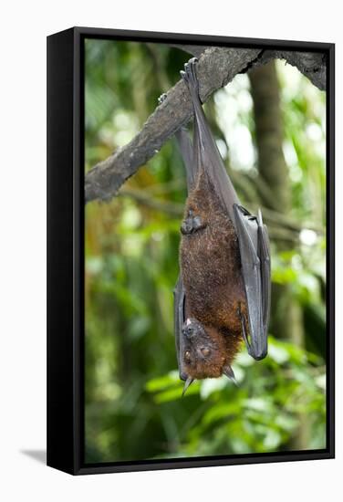 Malayan Flying Fox-Tony Camacho-Framed Premier Image Canvas