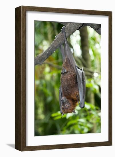 Malayan Flying Fox-Tony Camacho-Framed Photographic Print