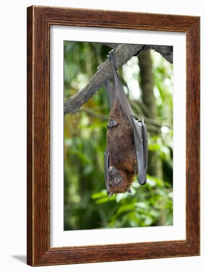 Malayan Flying Fox-Tony Camacho-Framed Photographic Print