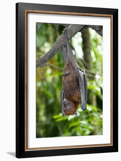 Malayan Flying Fox-Tony Camacho-Framed Photographic Print