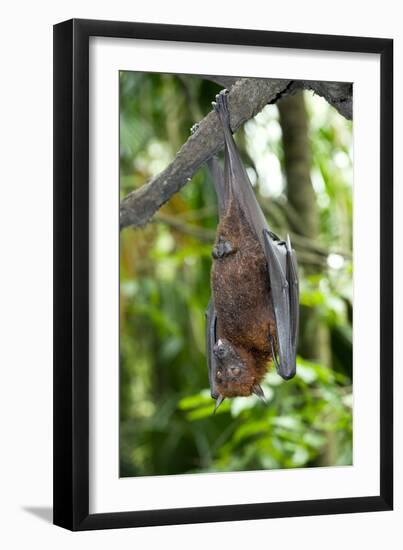 Malayan Flying Fox-Tony Camacho-Framed Photographic Print