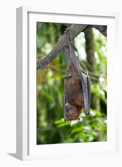 Malayan Flying Fox-Tony Camacho-Framed Photographic Print