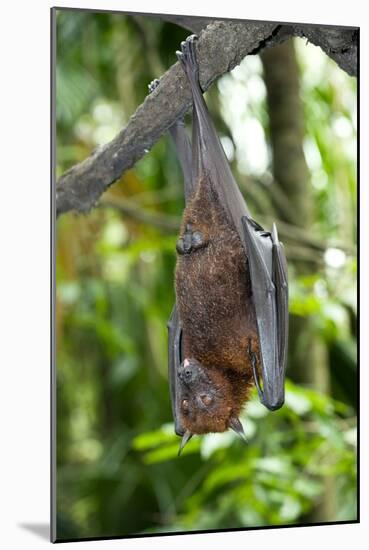 Malayan Flying Fox-Tony Camacho-Mounted Photographic Print