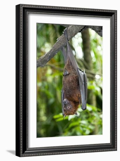 Malayan Flying Fox-Tony Camacho-Framed Photographic Print