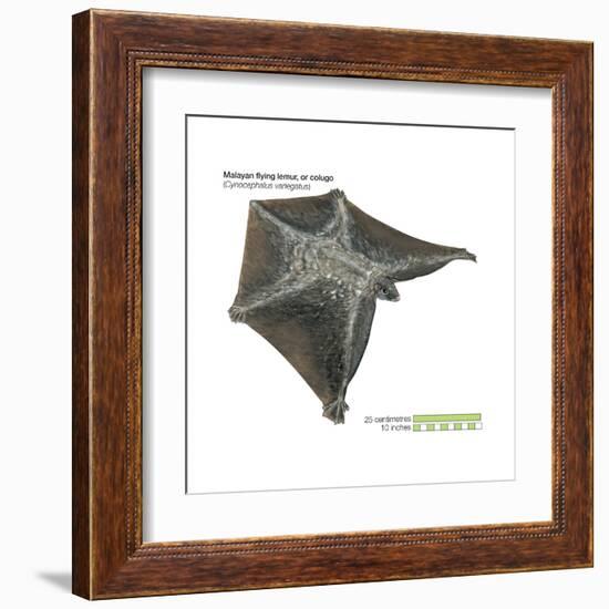 Malayan Flying Lemur or Colugo (Cynocephalus Variegatus), Mammals-Encyclopaedia Britannica-Framed Art Print