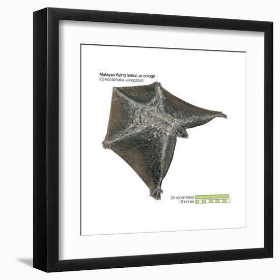 Malayan Flying Lemur or Colugo (Cynocephalus Variegatus), Mammals-Encyclopaedia Britannica-Framed Art Print