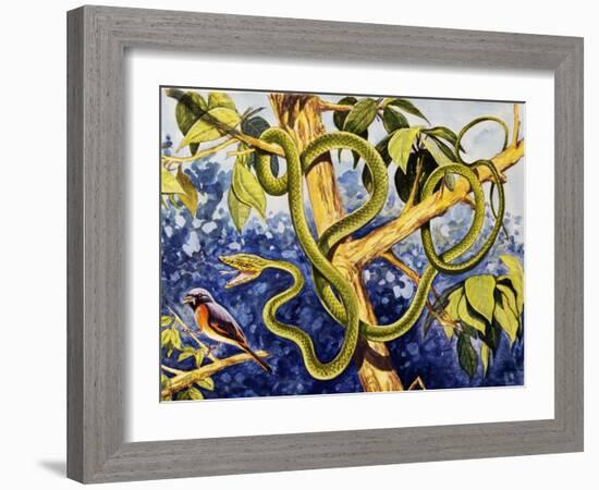 Malayan Green Whipsnake (Ahaetulla Mycterizans), Colubridae-null-Framed Giclee Print