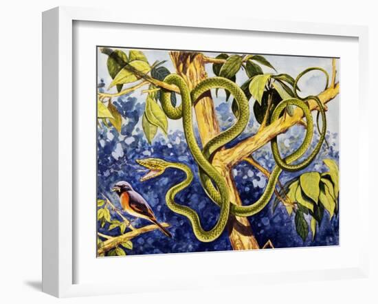 Malayan Green Whipsnake (Ahaetulla Mycterizans), Colubridae-null-Framed Giclee Print