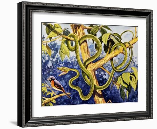 Malayan Green Whipsnake (Ahaetulla Mycterizans), Colubridae-null-Framed Giclee Print