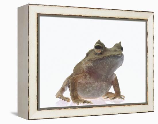 Malayan Leaf Frog-DLILLC-Framed Premier Image Canvas